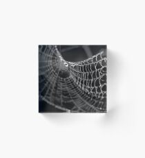 Fragile Beauty Acrylic Block