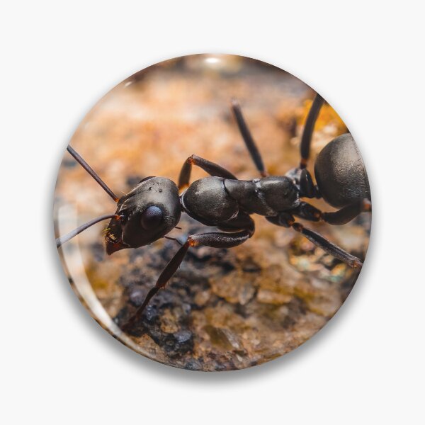 Item preview, Ant - Formicidae designed and sold by AronsTinySafari.