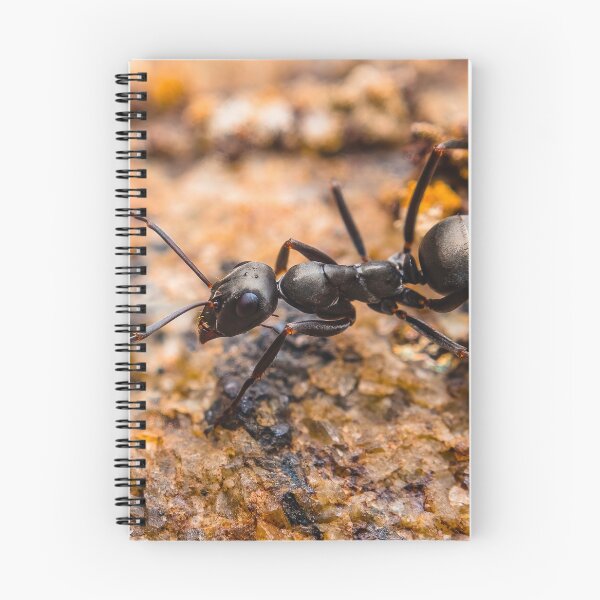 Item preview, Ant - Formicidae designed and sold by AronsTinySafari.