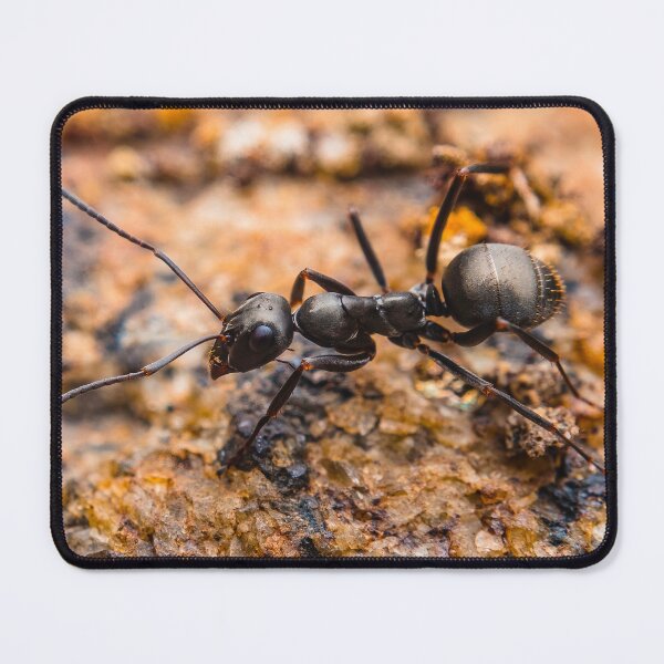 Item preview, Ant - Formicidae designed and sold by AronsTinySafari.