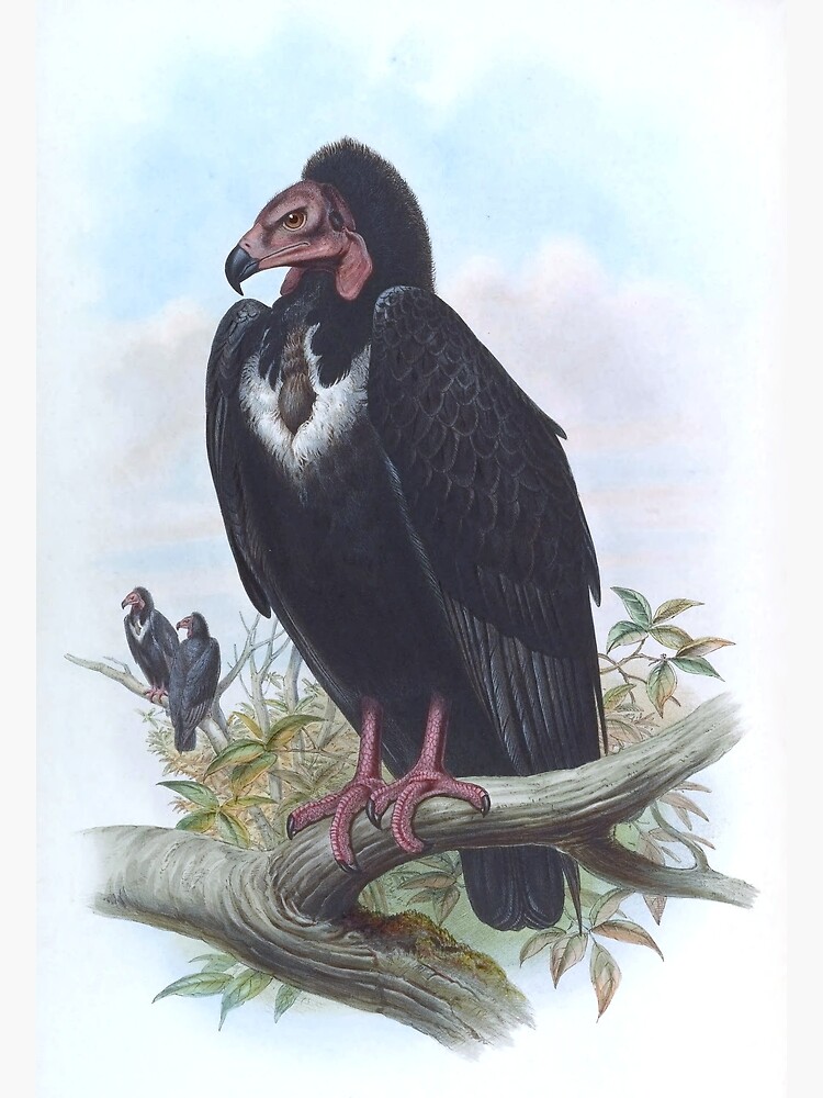 Red-Headed Vulture, 1800s Vintage Bird Art by Joseph Wolf and