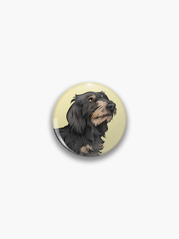 Pin wire 2024 haired dachshund