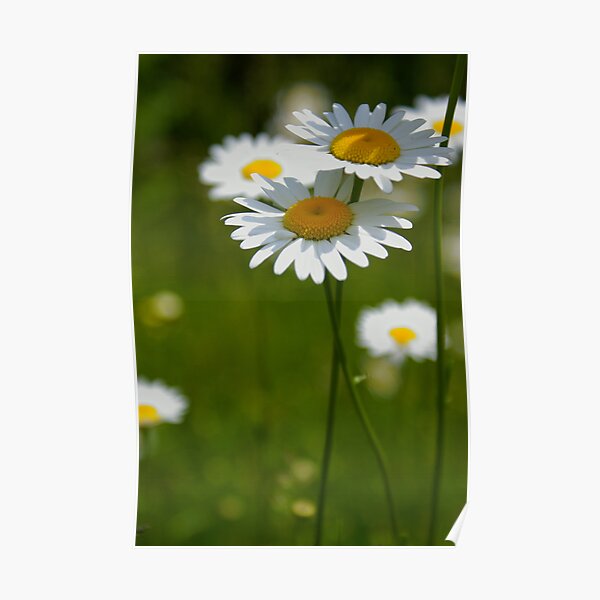 parasols Poster