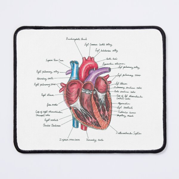 Item preview, Healthy Heart | Heart Anatomy | Medical Illustration designed and sold by Karli Mogen.