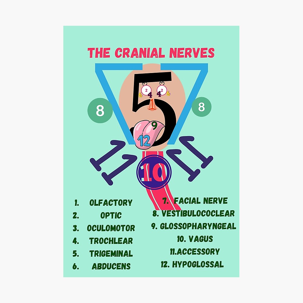 The Cranial Nerves ] Nursing Student ] Medical Students Poster