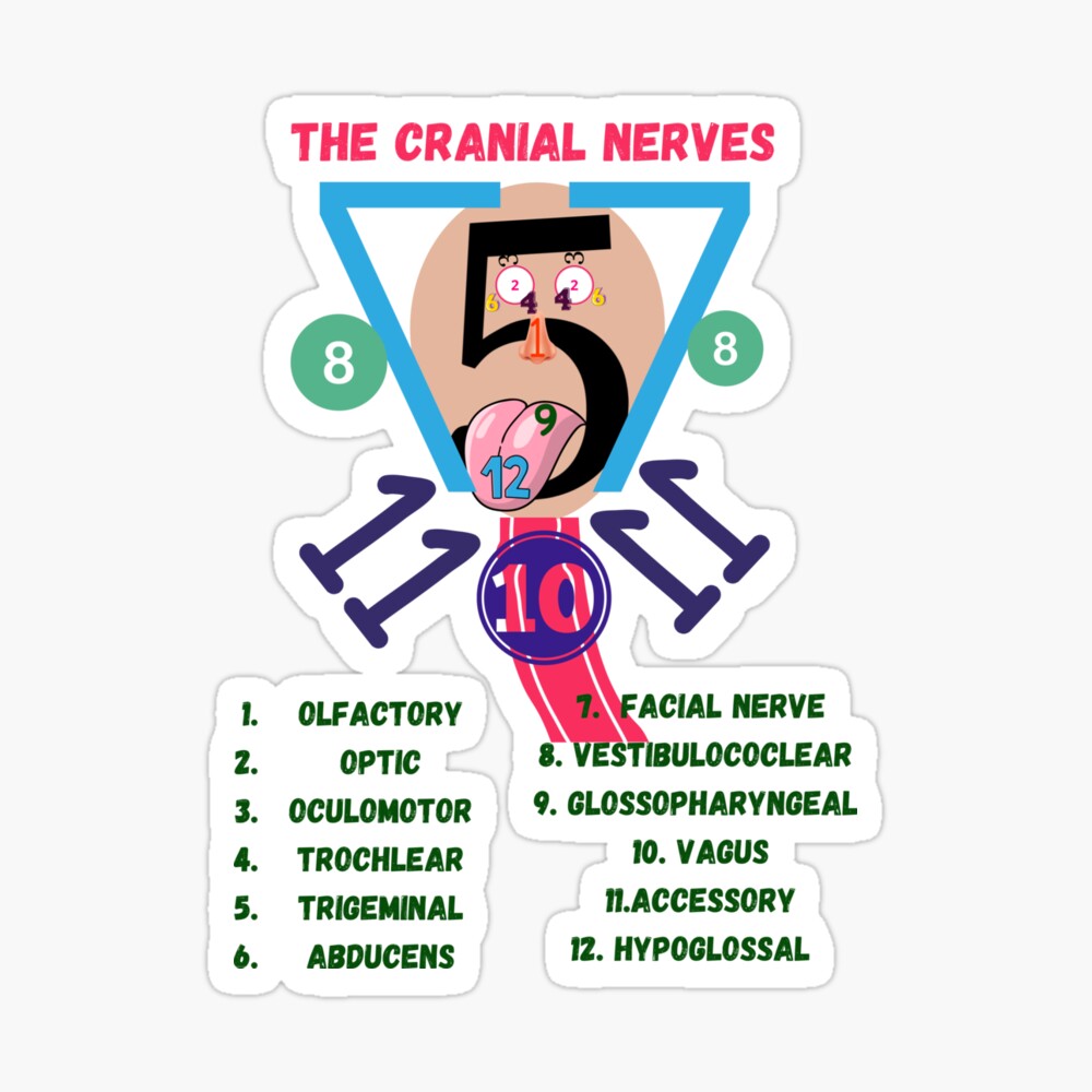 The Cranial Nerves ] Nursing Student ] Medical Students Poster