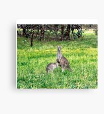 Kangaroos Canvas Print