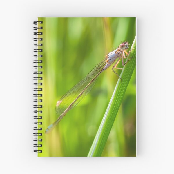 Item preview, Damselfly  designed and sold by jvnimages.