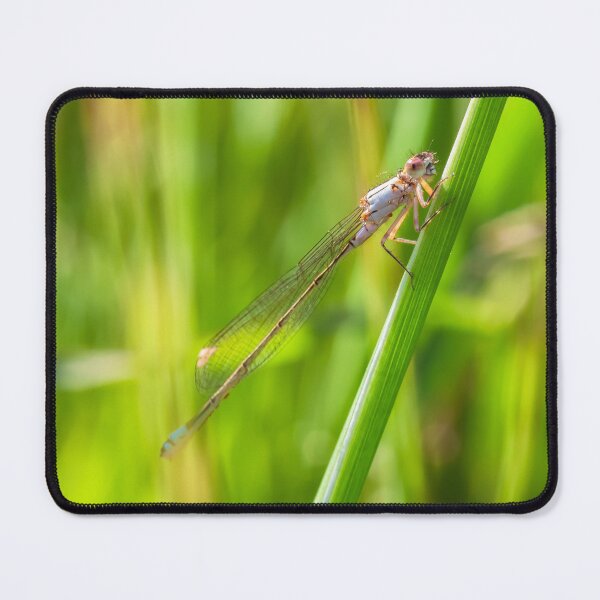 Item preview, Damselfly  designed and sold by jvnimages.
