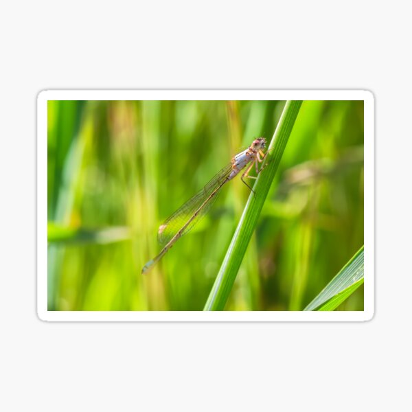 Vista previa del artículo con la obra «Damselfly», diseñado y vendido por jvnimages.