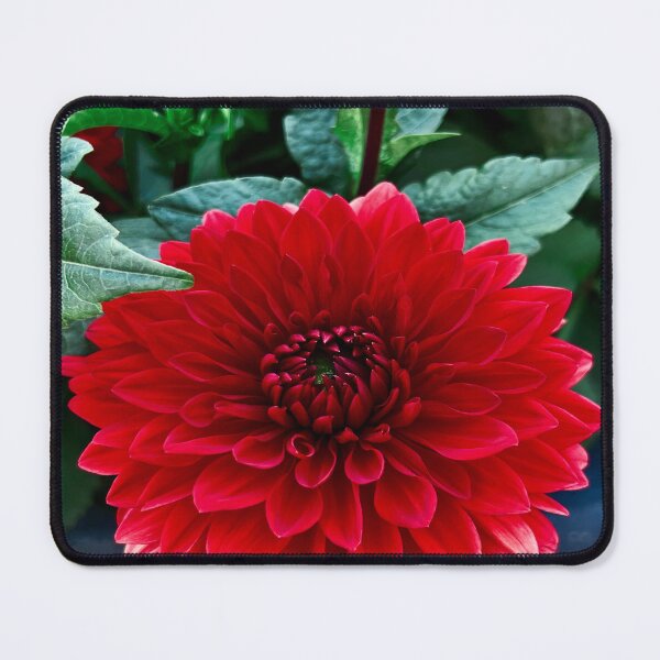 Item preview, Red Dahlia 2022 designed and sold by Angela Fazio.