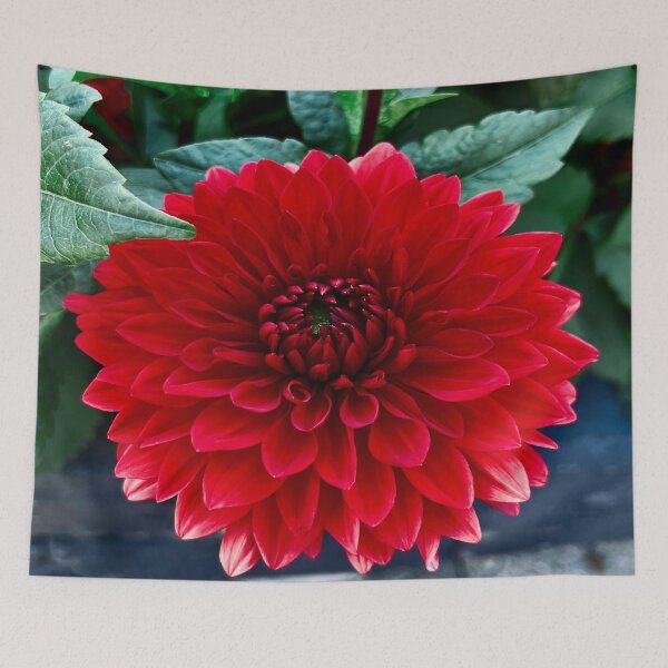Item preview, Red Dahlia 2022 designed and sold by Angela Fazio.