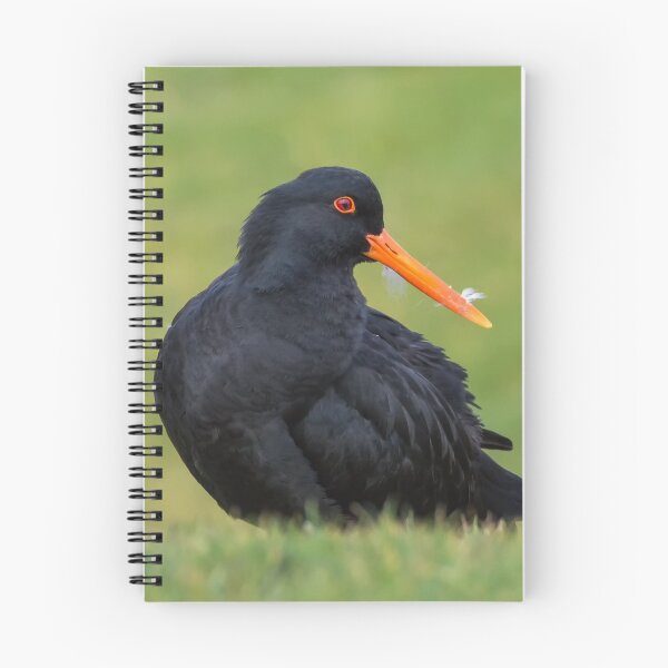 Item preview, Variable oystercatcher designed and sold by Jennie  Stock.