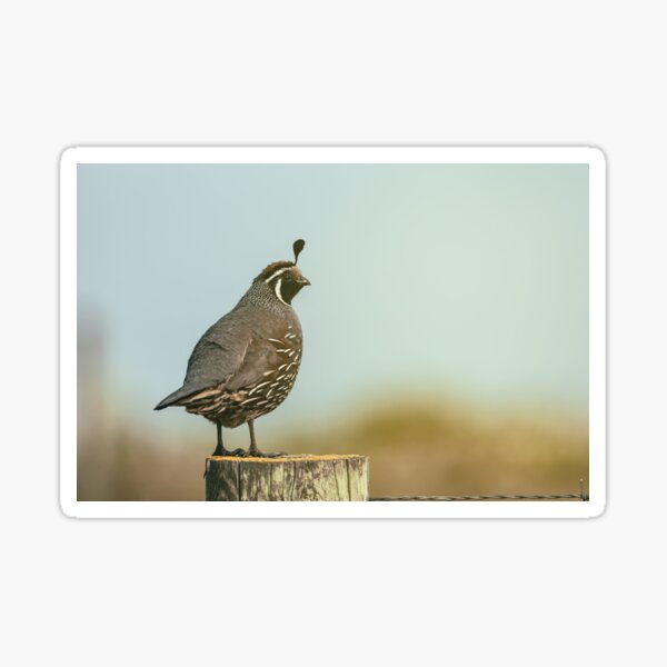 Item preview, California Quail designed and sold by jvnimages.