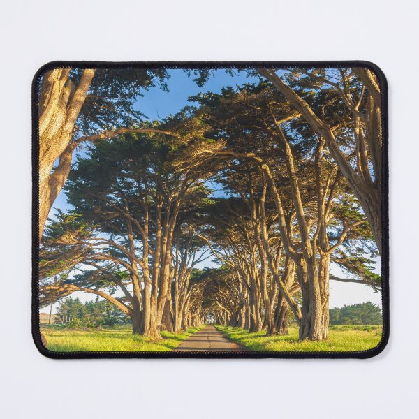 Item preview, Monterey Cypresses designed and sold by jvnimages.