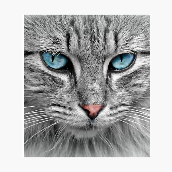 Item preview, THE LOOK OF THE CAT designed and sold by SUPERSHOPBAMBA.