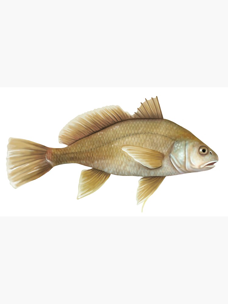 "Freshwater Drum Fish" Sticker for Sale by birdsandworms Redbubble