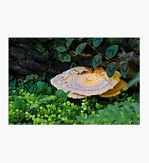 Forest Mushroom Photographic Print