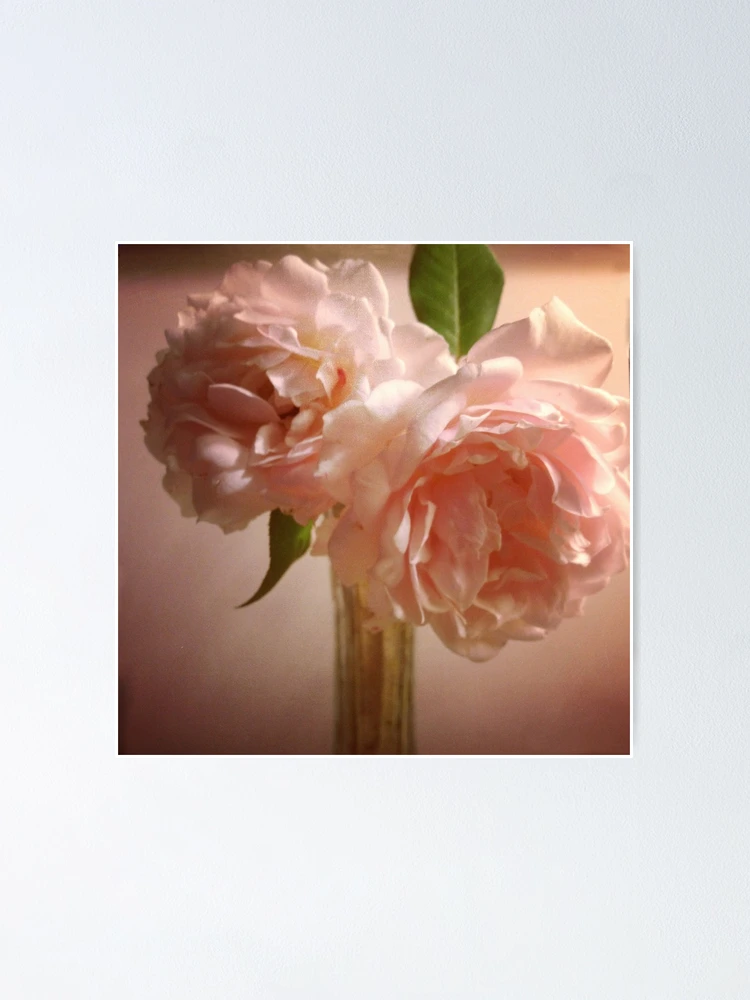 Thumbnail 1 of 3, Poster, Two Roses designed and sold by Fay270.