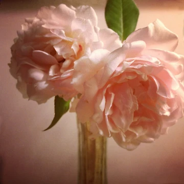 Artwork thumbnail, Two Roses by Fay270