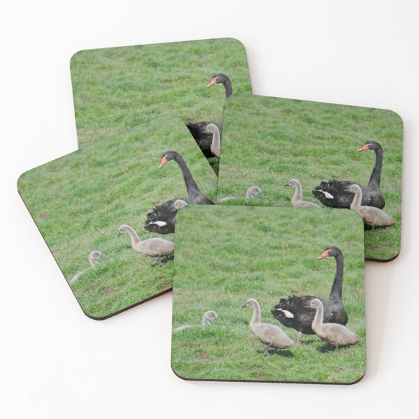Item preview, WATERFOWL ~  Black Swan by David Irwin 98bw7tjY  designed and sold by tasmanianartist.