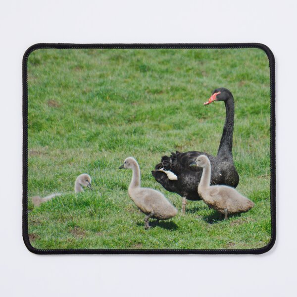 Item preview, WATERFOWL ~ Black Swan by David Irwin 98bw7tjY designed and sold by tasmanianartist.