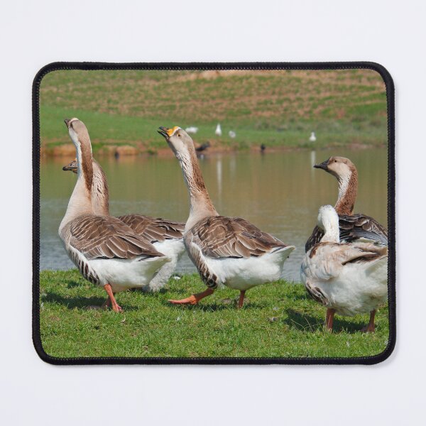 Item preview, WATERFOWL ~ Swan Goose by David Irwin qzUBcQbj designed and sold by tasmanianartist.