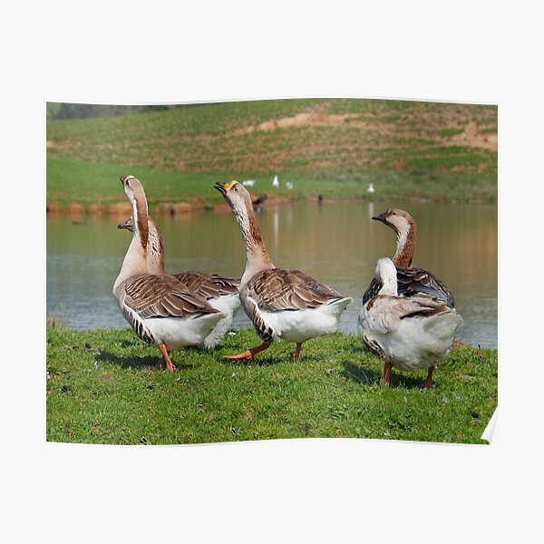 WATERFOWL ~ Swan Goose by David Irwin qzUBcQbj Poster