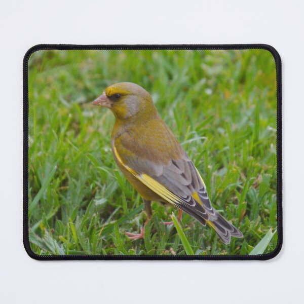 Item preview, EXOTIC ~ Greenfinch by David Irwin 8fLpxYhD designed and sold by tasmanianartist.