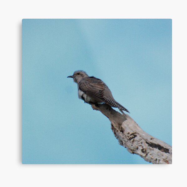 CUCKOO ~ Pallid Cuckoo  by David Irwin 6X5XDbpL Metal Print
