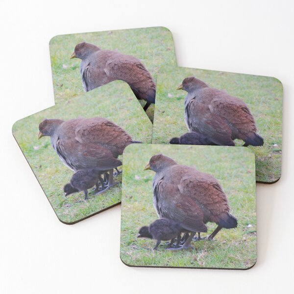 Artikelvorschau, PIYURA ~ Tasmanian Native-Hen von David Irwin NNEAkJzb entworfen und verkauft von tasmanianartist.