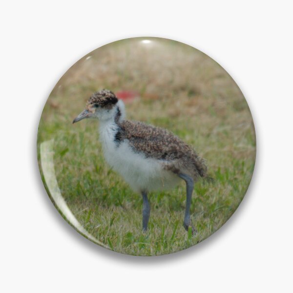 Item preview, LAPWING ~ Wattled Lapwing Chick by David Irwin TqfQ5txy designed and sold by tasmanianartist.
