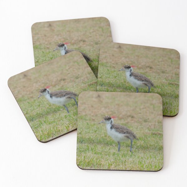 Item preview, LAPWING ~ Wattled Lapwing Chick by David Irwin TqfQ5txy designed and sold by tasmanianartist.