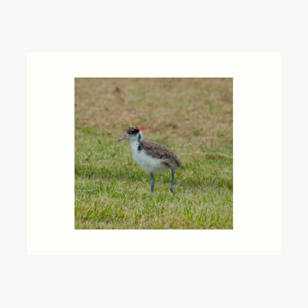 LAPWING ~ Wattled Lapwing Chick by David Irwin TqfQ5txy Art Print