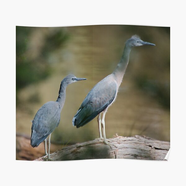 WADER ~ White-faced Heron Juveniles by David Irwin MfBU6e9G Poster