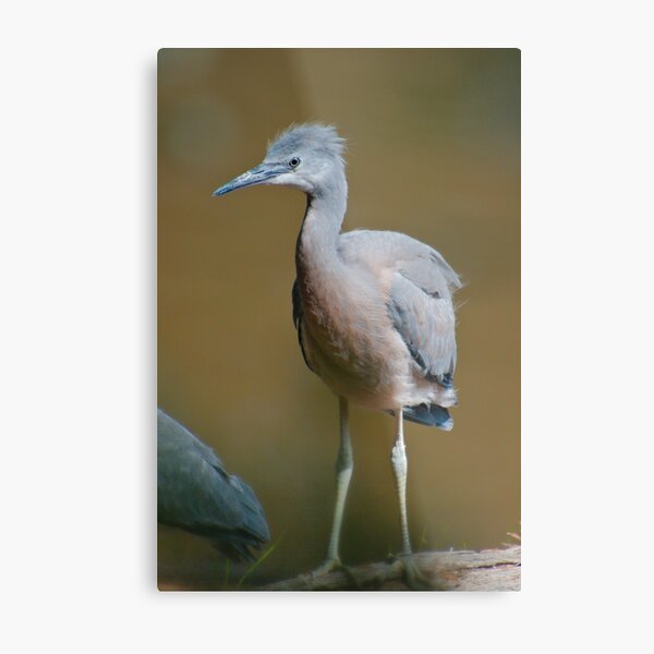 WADER ~ White-faced Heron Youngster by David Irwin bk5sFucA  Metal Print