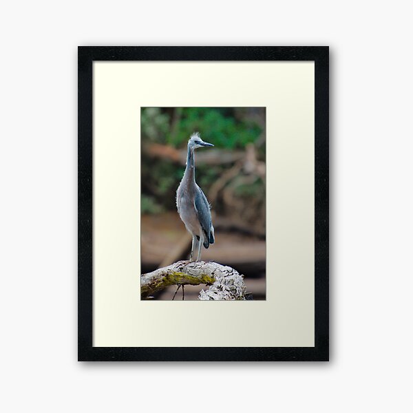 WADER ~ White-faced Heron Juvenile by David Irwin HSBJBgLH Framed Art Print