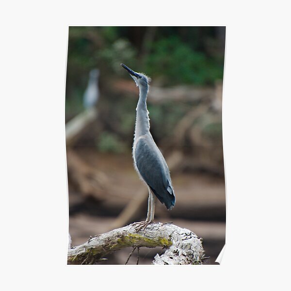 WADER ~ White-faced Heron Juvenile by David Irwin TQ7PMERW Poster
