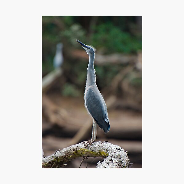 WADER ~ White-faced Heron Juvenile by David Irwin TQ7PMERW Photographic Print