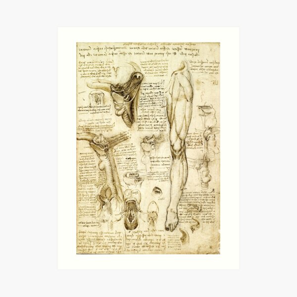 Leonardo da Vinci Anatomical studies drawings human body medieval sepia sketch HD Leonardo da Vinci Anatomical studies drawings human body medieval sepia sketch HD