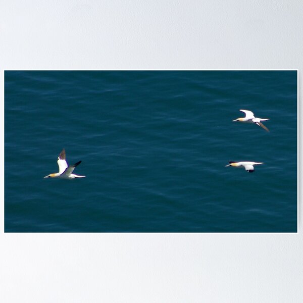 Item preview, Gannet #3 designed and sold by Trevor Kersley.