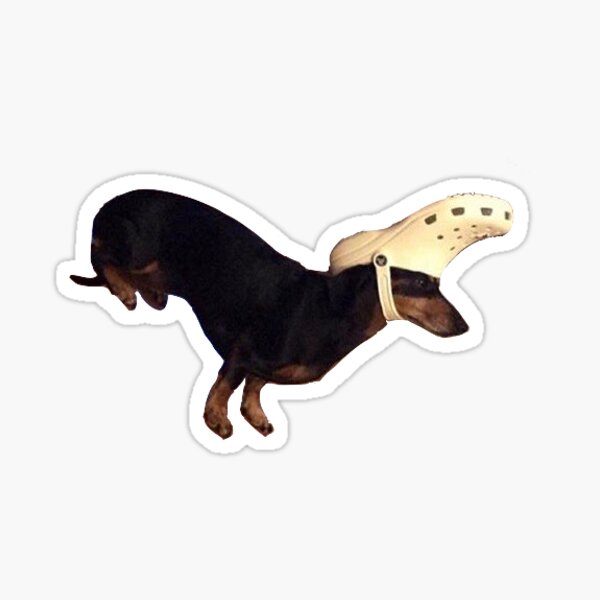 dog wearing a croc Sticker