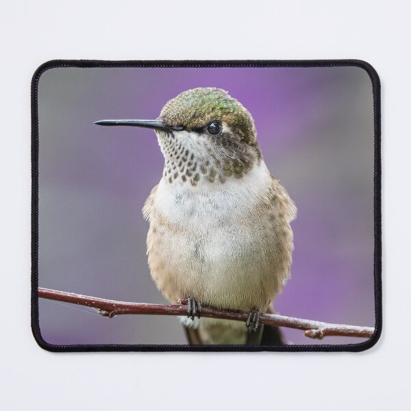 Item preview, Hummingbird Perched in Purple designed and sold by PygmyTitan Photo.