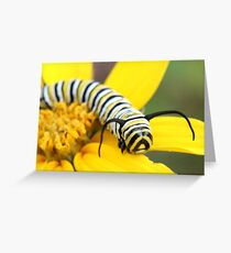 Daisy with a Monarch Caterpillar Greeting Card