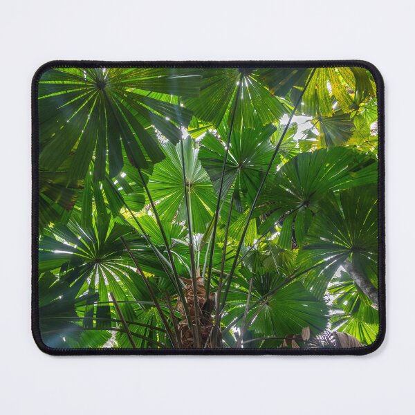 Item preview, Queensland Fan Palms designed and sold by Kate Powick.
