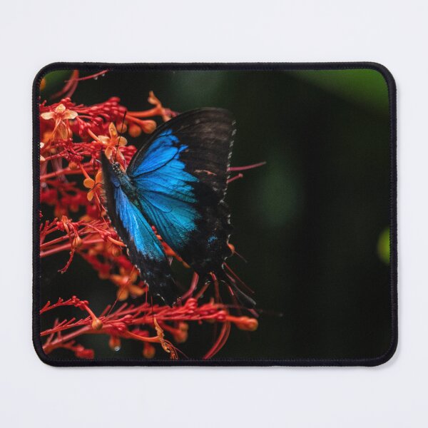 Item preview, Ulysses Butterfly Queensland designed and sold by Kate Powick.