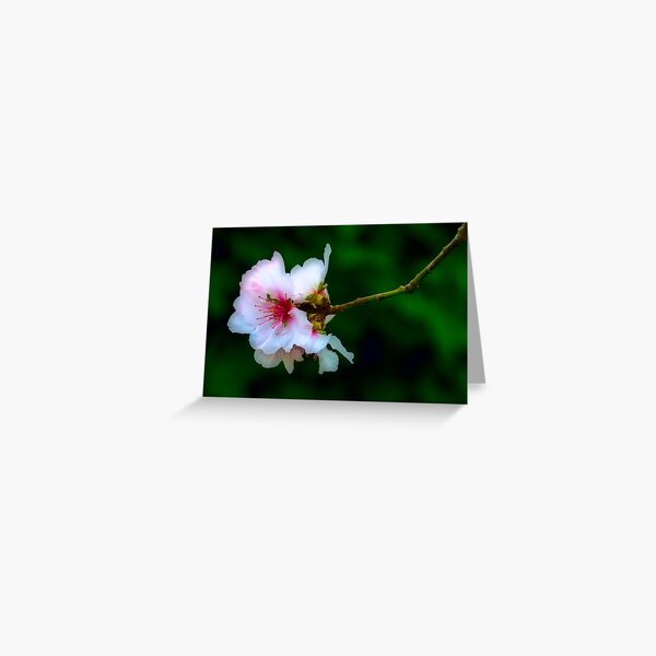 Almond Blossoms Greeting Card