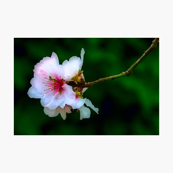Almond Blossoms Photographic Print