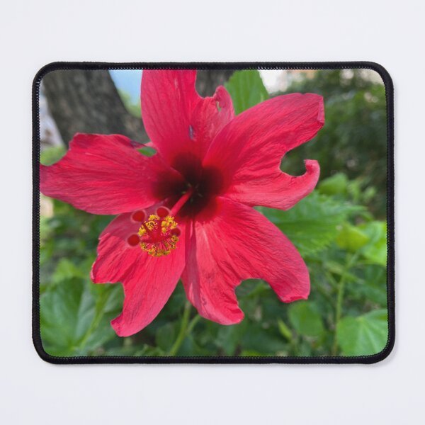 Item preview, Single Red China Rose designed and sold by Sinemathk.