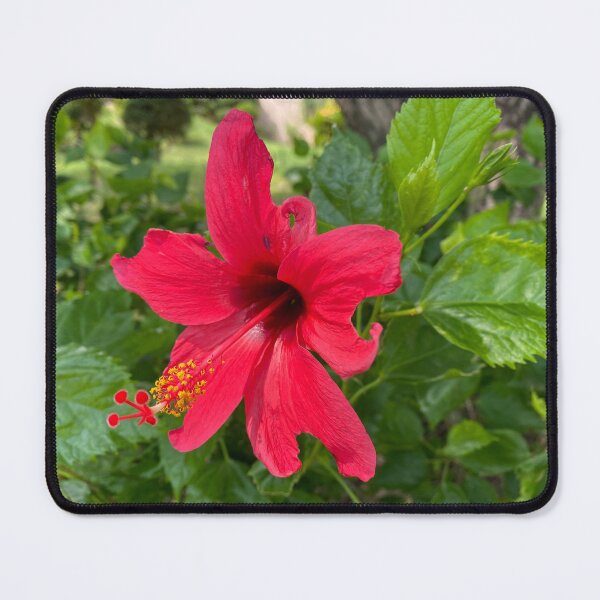 Item preview, Single Red China Rose designed and sold by Sinemathk.